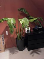 Plant, Huis en Inrichting, Kamerplanten, Ophalen, Halfschaduw, Minder dan 100 cm