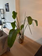 Grote Bananenboom zoekt nieuw huis, Huis en Inrichting, Kamerplanten, Ophalen, Fruitplant, Halfschaduw, In pot