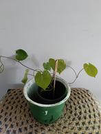 Klimmende Winde 🌿Ruil mij!!🌿, Ophalen, Zomer, Volle zon