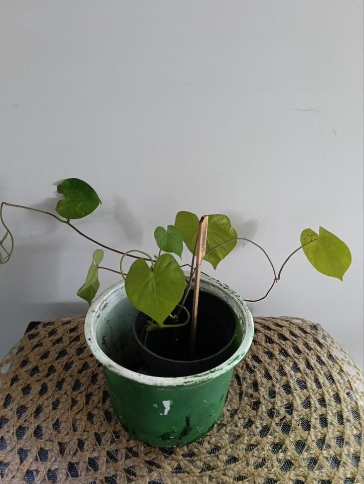 Klimmende Winde 🌿Ruil mij!!🌿, Tuin en Terras, Planten | Tuinplanten, Volle zon, Zomer, Ophalen