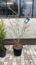 Cornus kousa ‘salomo’ 1,50 hoog, Ophalen, Overige soorten, Volle zon