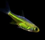 Microdevario kubotai – Green Neon Rasbora te koop (3-4x), Dieren en Toebehoren, Vissen | Aquariumvissen, Vis