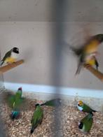 Gould amadines, Dieren en Toebehoren, Meerdere dieren