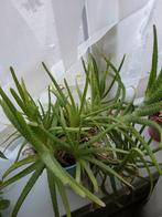 Aloe vera, Ophalen