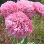 rose papaverzaad ( ruilen ) gezocht, Ophalen, Volle zon, Zaad