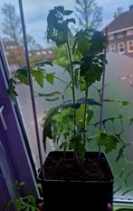 Cherrytomaten-planten (bio 🌱!), Tuin en Terras, Ophalen, Volle zon, Groenteplanten, Eenjarig