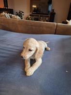 Labradoodle pups, Dieren en Toebehoren, Honden | Retrievers, Spaniëls en Waterhonden, België, Particulier, Overige rassen, CDV (hondenziekte)