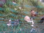 Diverse kuikentjes te koop! Wayandotte X Cochin X zijdehoen, Dieren en Toebehoren, Pluimvee