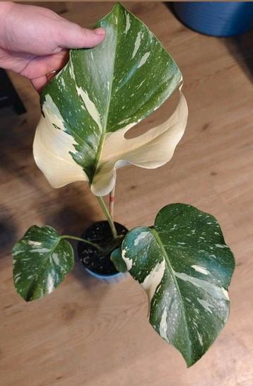 Monstera Thai constellation  beschikbaar voor biedingen