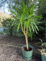 Grote plant voor thuis of kantoor, Ophalen, Halfschaduw, 200 cm of meer