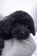 Labradoodle pup multigen fleece mini/midi, 8 tot 15 weken, Parvo, Meerdere, Meerdere dieren