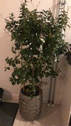 Tuinplant, Tuin en Terras, Planten | Tuinplanten, Ophalen of Verzenden, Eenjarig, Overige soorten, Volle zon