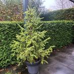 Kerstboom, Diversen, Kerst, Ophalen of Verzenden