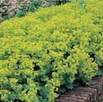 Gratis vrouwemantel, vaste plant, Tuin en Terras, Planten | Struiken en Hagen, Ophalen, Overige soorten, Minder dan 100 cm