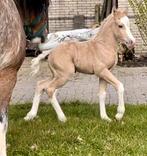 Chique palomino welsh A hengstveulen!, Dieren en Toebehoren, Pony's, Gechipt, 0 tot 2 jaar, Hengst, B pony (1.17m tot 1.27m)