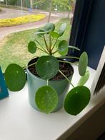 Pannenkoekenplant in pot, Huis en Inrichting, Kamerplanten, Ophalen, Overige soorten, In pot, Minder dan 100 cm