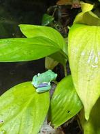 Agalychnis callidryas roodoog maki, Dieren en Toebehoren, Reptielen en Amfibieën, Amfibie, 0 tot 2 jaar