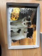 Poezen Puzzel - Leuke Legpuzzel 99 stukjes, Ophalen of Verzenden, Minder dan 500 stukjes, Gebruikt, Legpuzzel