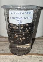 Philodendron nangaritense (3), Huis en Inrichting, Kamerplanten, Ophalen of Verzenden, Overige soorten, Minder dan 100 cm