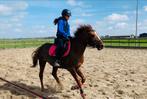 Gezocht verzorg pony / geen Shet Pijnacker, Dieren en Toebehoren, Ophalen of Verzenden, Zo goed als nieuw