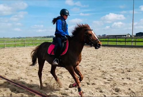 Gezocht verzorg pony / geen Shet Pijnacker, Dieren en Toebehoren, Paarden en Pony's | Verzorgingsproducten, Zo goed als nieuw