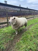 Mooie overjarige schapen ram, Dieren en Toebehoren, Schapen, Geiten en Varkens, Mannelijk, Schaap, 3 tot 5 jaar
