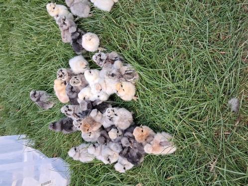 Usa zijdehoen hen kuikens, Tuin en Terras, Grind, Keien en Split, Zo goed als nieuw, Overige materialen, Ophalen of Verzenden