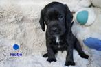 Leuke beagle x cocker spaniel (bocker) pups., Dieren en Toebehoren, Nederland, Overige rassen, 8 tot 15 weken, CDV (hondenziekte)