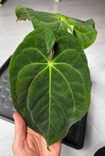 Anthurium velvet (NO ID), Ophalen, Halfschaduw, In pot, Minder dan 100 cm