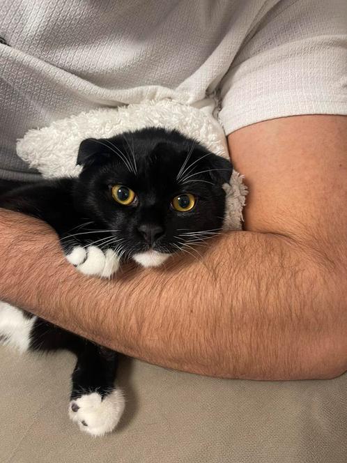 lieve scotish kater 10 maanden zoekt warme huis, Dieren en Toebehoren, Katten en Kittens | Raskatten | Korthaar, Kater, 0 tot 2 jaar