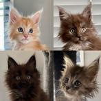 Maine Coon kittens, Dieren en Toebehoren, Katten en Kittens | Raskatten | Langhaar, Meerdere dieren