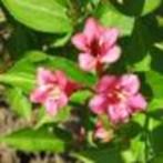 weigelia, Tuin en Terras, Ophalen, Overige soorten, Minder dan 100 cm