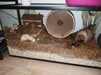 Hamster en verblijf, Dieren en Toebehoren, Knaagdieren en Konijnen | Hokken en Kooien, Ophalen, Zo goed als nieuw, Hok, Hamster