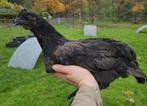 Ayam cemani x ameraucana hanen, Dieren en Toebehoren, Pluimvee, Mannelijk, Kip