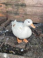 Te koop Hollandse witte Kwaker, Dieren en Toebehoren, Pluimvee, Vrouwelijk, Eend