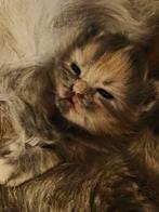 Mainecoons kittens, Meerdere dieren, Ontwormd, 0 tot 2 jaar