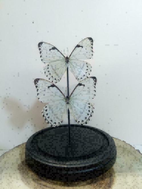 Vlinders in stolp, stolpen met vlinders - Western Deco, Verzamelen, Dierenverzamelingen, Nieuw, Opgezet dier, Insect, Ophalen of Verzenden
