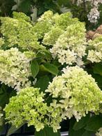 HORTENSIA 'LITTLE SPOOKY' dwerg pluimhortensia, € 7,95 p.st., Tuin en Terras, Planten | Tuinplanten, Vaste plant, Halfschaduw