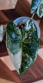 Alocasia Frydek Variegata #4, Huis en Inrichting, Kamerplanten, Overige soorten, Minder dan 100 cm, Groene kamerplant, Halfschaduw