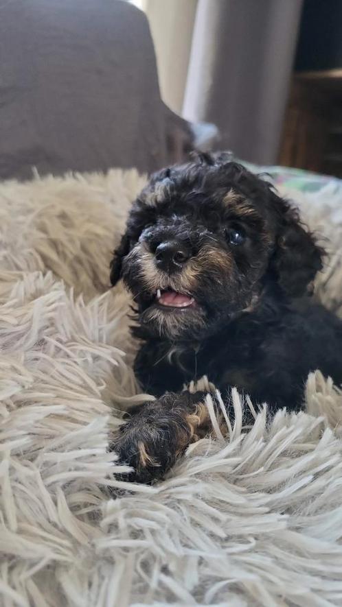 Prachtige toy poedel pups, Dieren en Toebehoren, Honden | Chihuahua's en Gezelschapshonden, Meerdere dieren, Poedel, Fokker | Hobbymatig