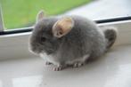 chinchilla vrouwtjes (lees ook de omschrijving), Augustus, Vrouwelijk, Chinchilla