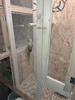 Koppel halsband parkieten, Dieren en Toebehoren, Vogels | Parkieten en Papegaaien, Meerdere dieren, Parkiet