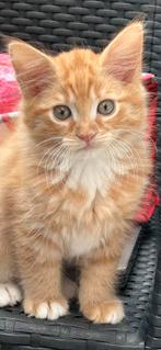 Maine Coon katertjes kittens mogen bijna verhuizen, Dieren en Toebehoren, Katten en Kittens | Overige Katten, Meerdere dieren