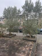 2 Grote Olijfbomen - Zelf Uitgraven, Tuin en Terras, Planten | Bomen, Volle zon, Bloeit niet, Ophalen of Verzenden, Olijfboom