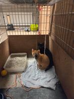 2 kittens, Dieren en Toebehoren, Katten en Kittens | Overige Katten, Kater