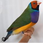Gold amadine diverse kleuren, Dieren en Toebehoren, Meerdere dieren, Tropenvogel, Geringd