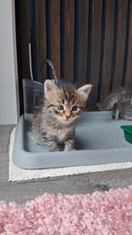Siberische kitten, Dieren en Toebehoren, Poes, Gechipt, 0 tot 2 jaar