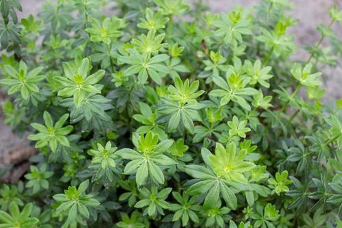 Lievevrouwebedstro (Galium odoratum), Tuin en Terras, Planten | Tuinplanten, Vaste plant, Ophalen of Verzenden