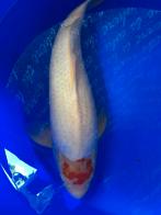 Tancho kohaku aleen deeze  week voor € 125, Dieren en Toebehoren, Vissen | Vijvervissen, Karper of Koi