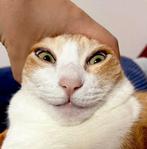 therian mask commiosions!, Ophalen of Verzenden, Zo goed als nieuw, Accessoires